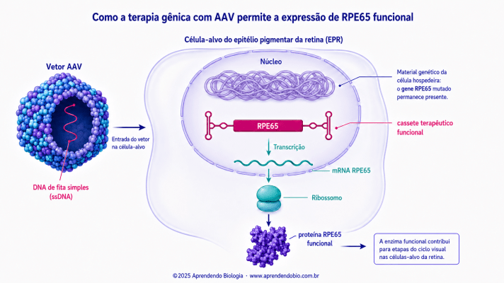 Figura 3. Expressão de RPE65 funcional após entrega de um cassete terapêutico por vetor AAV em célula-alvo do epitélio pigmentar da retina.