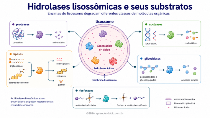 Esquema relacionando hidrolases lisossômicas, como proteases, lipases, nucleases, glicosidases e fosfatases, aos substratos que degradam no lúmen ácido do lisossomo.