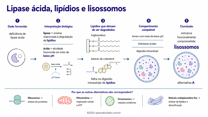 Esquema relacionando lipase ácida, degradação de triglicerídeos e ésteres de colesterol e identificação dos lisossomos como estrutura celular associada à digestão intracelular no ENEM.