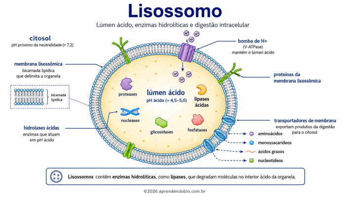 Esquema de um lisossomo mostrando membrana lisossômica, lúmen com meio ácido, hidrolases ácidas, lipases ácidas e transportadores de produtos da digestão intracelular.