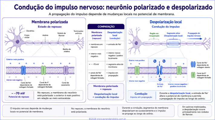 Esquema comparando membrana polarizada em repouso e despolarização local durante a condução do impulso nervoso, com potencial de repouso, entrada de Na⁺ e propagação pelo axônio.