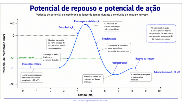 Gráfico do potencial de repouso e do potencial de ação ao longo do tempo, mostrando limiar, despolarização, pico, repolarização, hiperpolarização e retorno ao repouso.