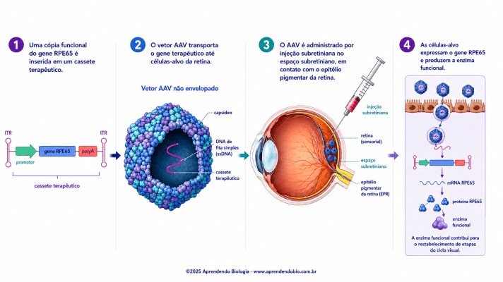 Esquema em quatro etapas mostrando a inserção do gene RPE65 em um cassete terapêutico, o transporte pelo vetor AAV, a injeção subretiniana e a expressão da proteína RPE65 funcional em células da retina.