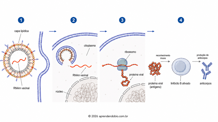 Esquema de vacina de RNA mensageiro mostrando RNAm vacinal protegido por capa lipídica, entrada no citoplasma, tradução pelos ribossomos em proteína viral e resposta imune com produção de anticorpos.