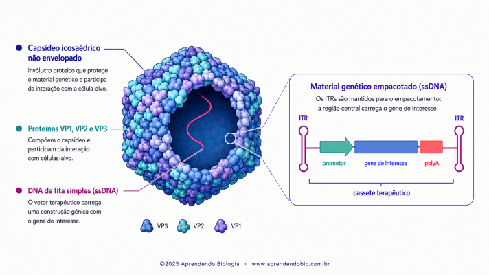 Esquema de vetor AAV com capsídeo icosaédrico não envelopado, DNA de fita simples e cassete terapêutico com promotor, gene de interesse e sinal polyA entre ITRs.